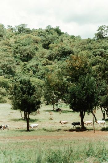 eSim-uganda